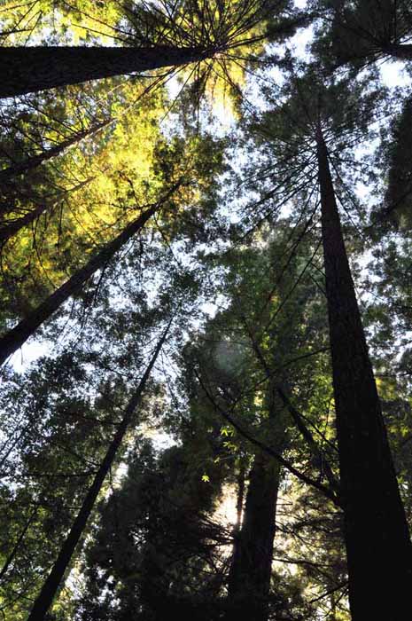 Armstrong Redwoods